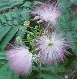 Albizia julibrissin'