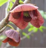 Asimina triloba