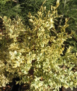 Buxus sempervirens 'Aureospica'
