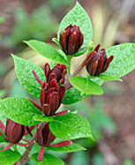 Calycanthus floridus