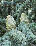 Cedrus atlantica