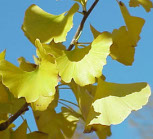 Ginkgo biloba (ősszel)