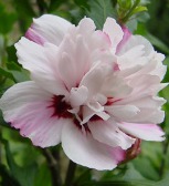 Hibiscus syriacus 'Lady Stanley'