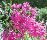 Lagerstroemia indica