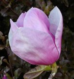 Magnolia 'Advance'