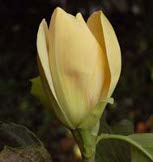 Magnolia 'Amber'
