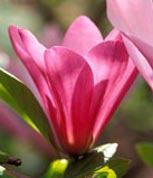 Magnolia 'Ann'