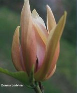 Magnolia 'Apricot Brandy'