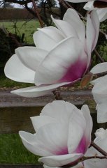 Magnolia 'Athene'