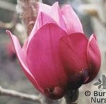 Magnolia 'Aurora'