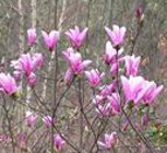 Magnolia 'Betty'