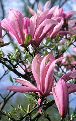 Magnolia 'Betty'