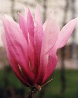 Magnolia Betty