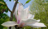 Magnolia 'Big Dude'