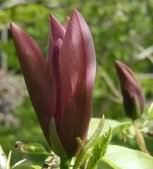 Magnolia 'Black Beauty'