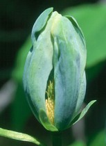 Magnolia 'Blue Opal'