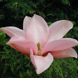 Magnolia 'Blushing Belle'