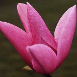 Magnolia 'Caerhays Belle'