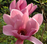 Magnolia 'Caerhays Surprise'