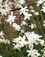 Magnolia 'Cecile Nice'