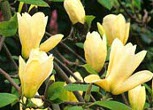 Magnolia 'Elizabeth'