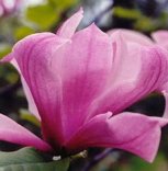 Magnolia 'Galaxy'