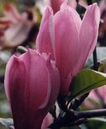 Magnolia 'George Henry Kern'