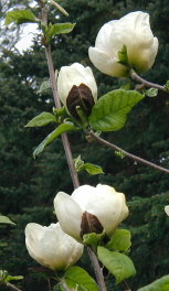 Magnolia Gold Cup