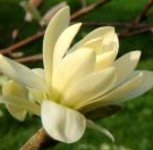 Magnolia 'Gold Star'