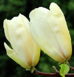 Magnolia Ivory Chalice