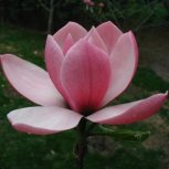 Magnolia 'Rose Marie'