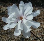 Magnolia stellata 'Royal Star'