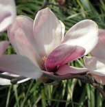 Magnolia 'Rustica Rubra'