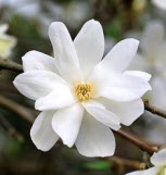 Magnolia 'Spring Snow'