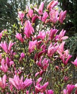 Magnolia 'Susan'