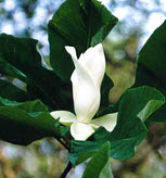 Magnolia ashei