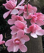 Magnolia campbelii sp.