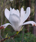 Magnolia denudata