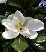 Magnolia grandiflora 'Edith Bogue'