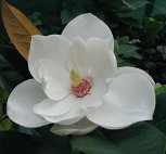 Magnolia grandiflora 'Russet'