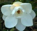 Magnolia grandiflora sp.