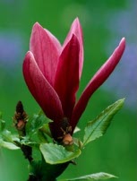 Magnolia liliiflora 'Nigra'