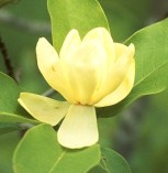 Magnolia virginiana