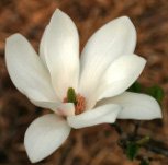 Magnolia soulangeana 'Alba Superba'