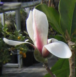 Magnolia zenii