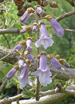 Paulownia tomentosa