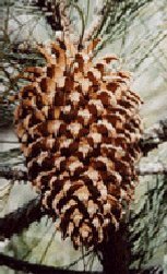 Pinus coulteri (toboz, 30-40cm)