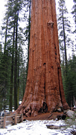 Sequoiadendron giganteum