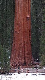 Sequoiadendron giganteum