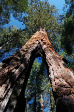 Sequoiadendron giganteum